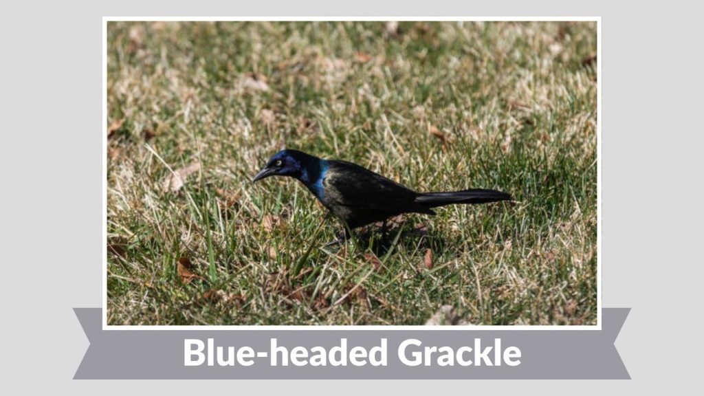  Blue-headed Grackle