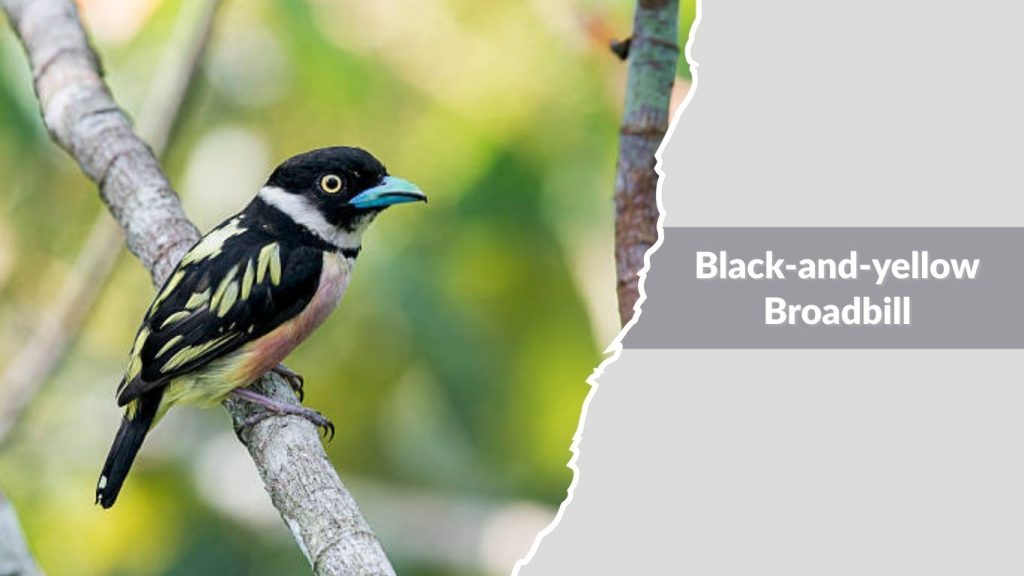 Black-and-yellow Broadbill