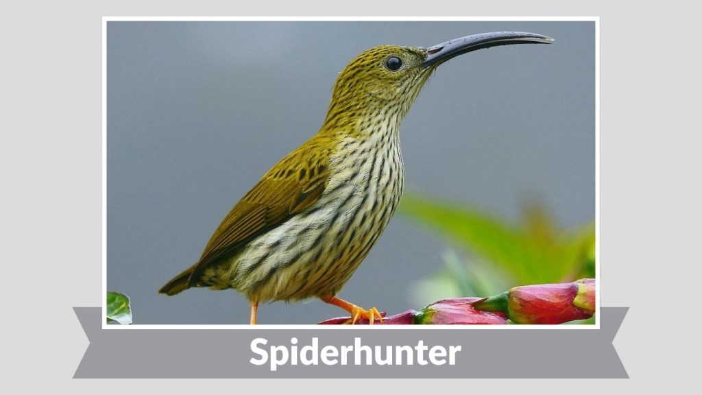 Spiderhunter