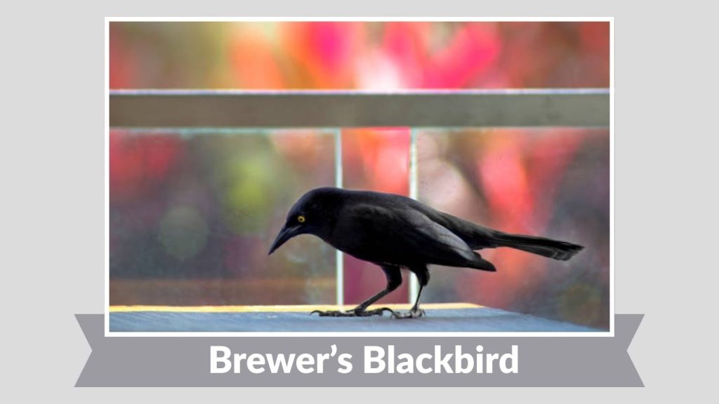 Brewer’s Blackbird