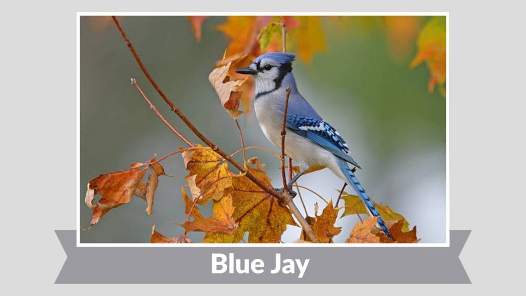 Blue Jay