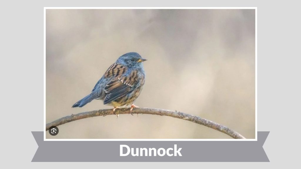 Dunnock