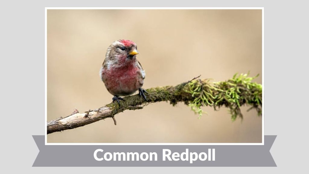  Common Redpoll 