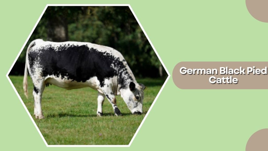 German Black Pied Cattle