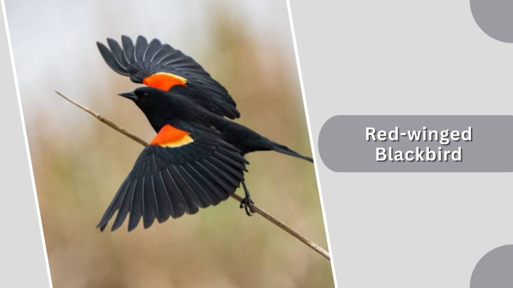 Red-winged Blackbird