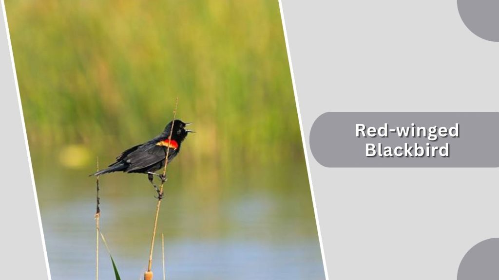 Red-winged Blackbird