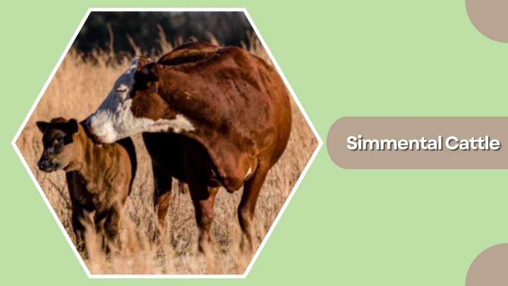 Simmental Cattle