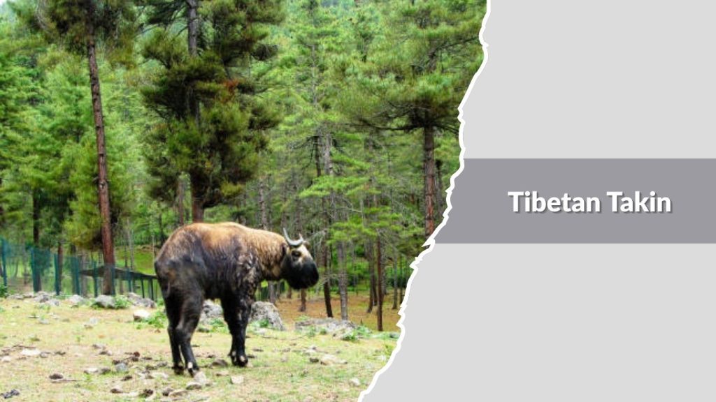 Tibetan Takin