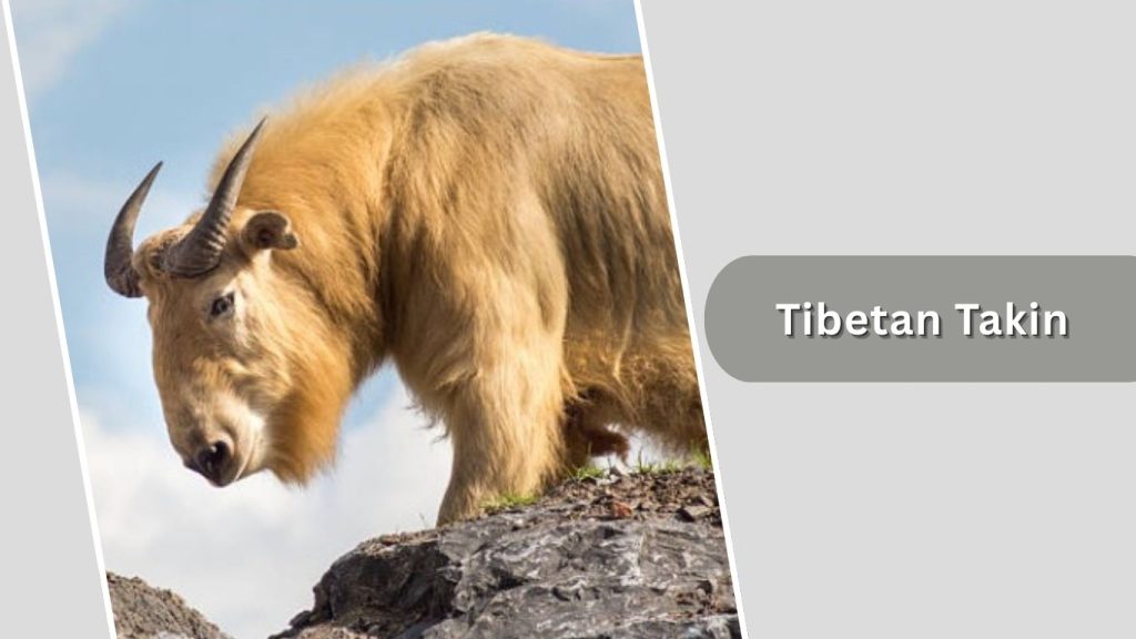 Tibetan Takin
