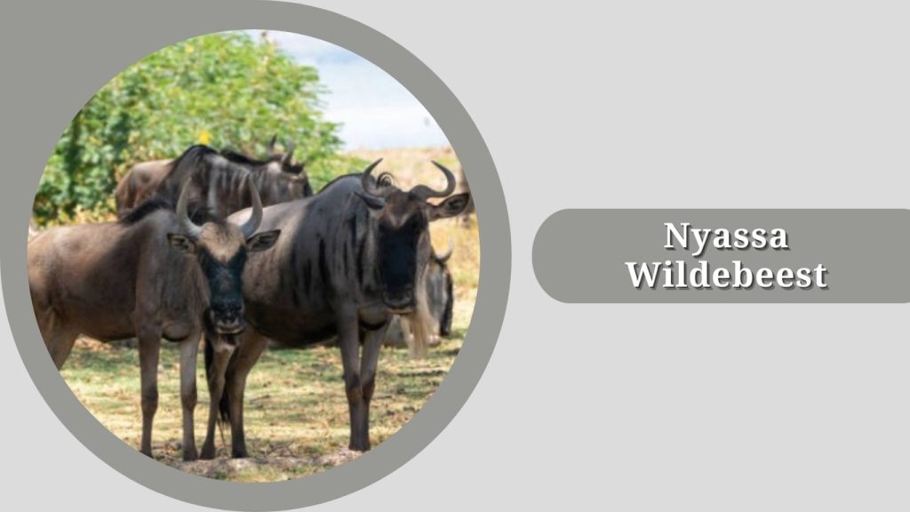 Nyassa Wildebeest