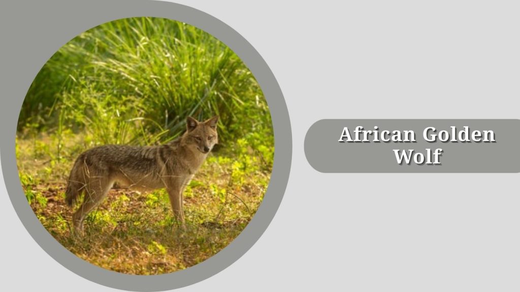 African Golden Wolf