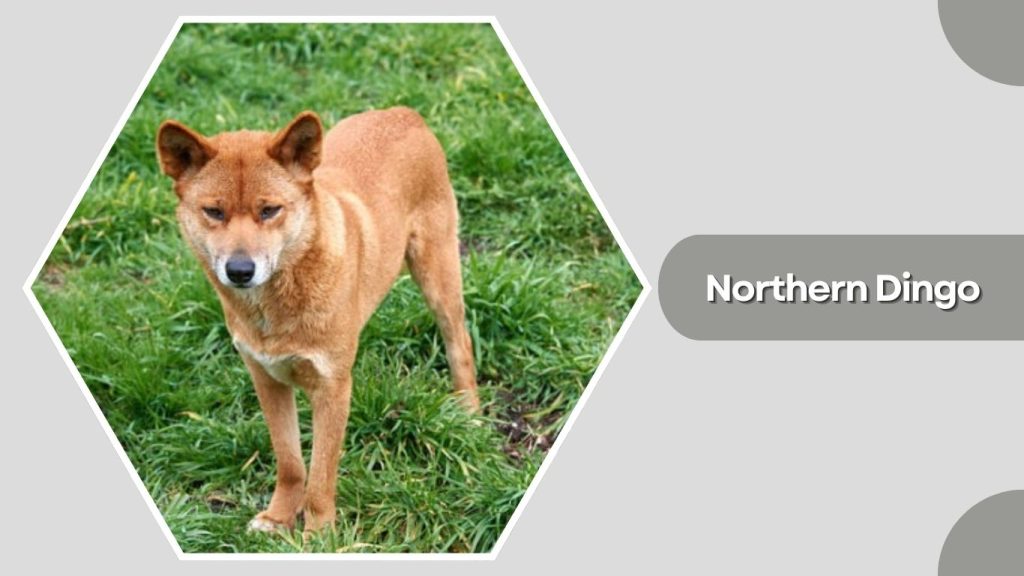 Northern Dingo