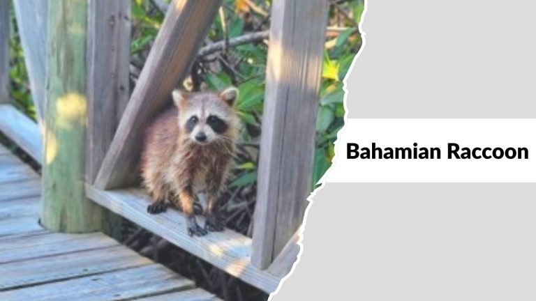 Different Racoons 14 Types of Raccoons: Species Identification with Pictures