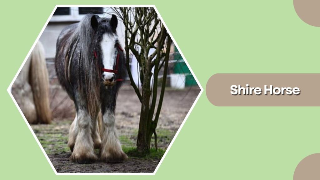 Shire Horse
