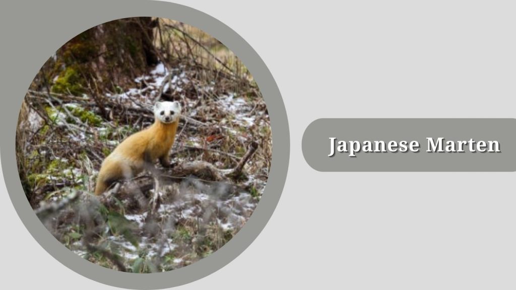 Japanese Marten (Martes melampus)