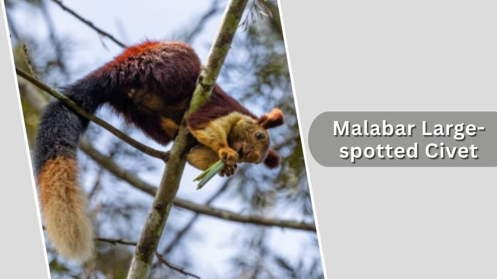 Malabar Large-spotted Civet
