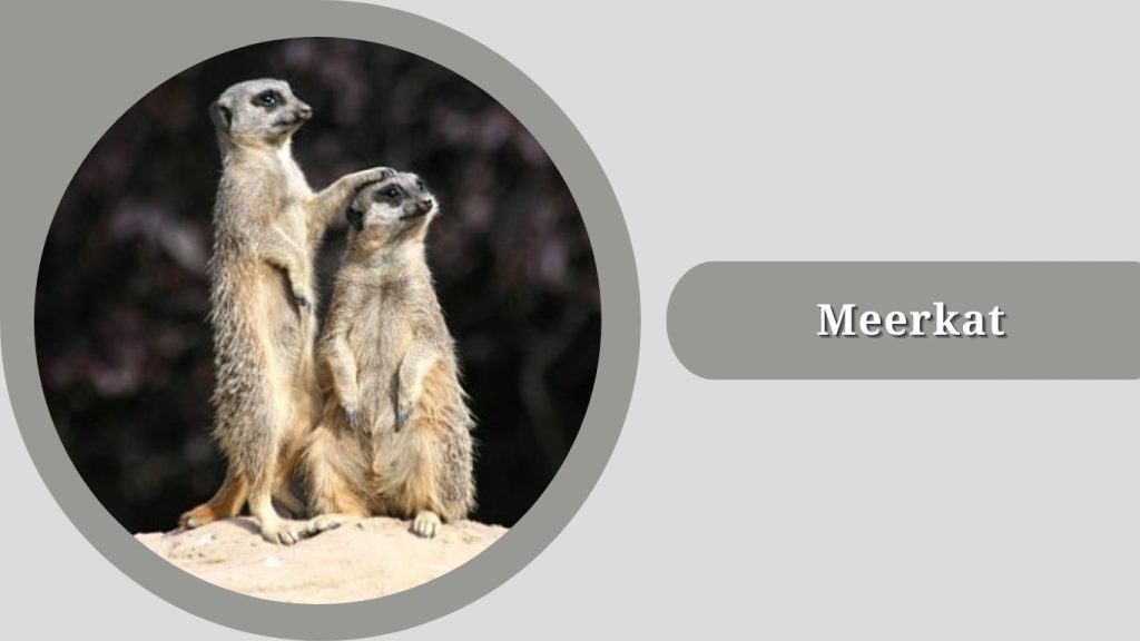Meerkat 