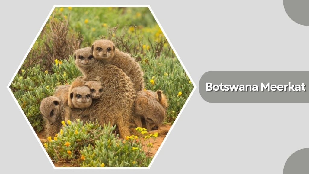 Botswana Meerkat