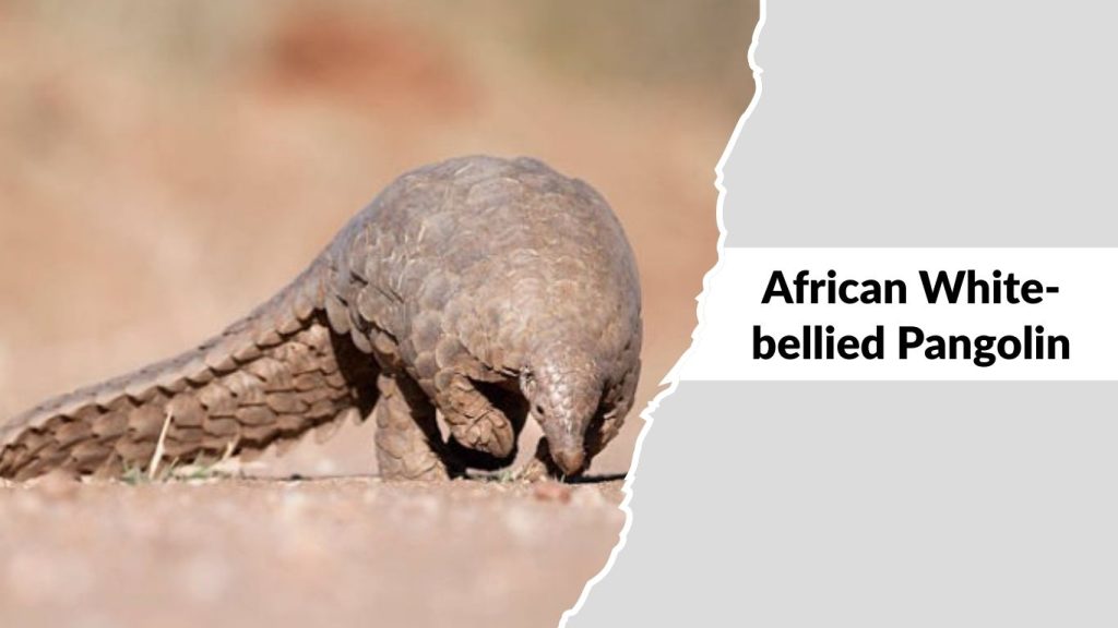African White-bellied Pangolin