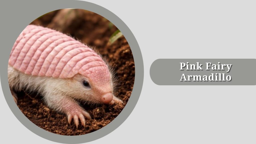 Pink Fairy Armadillo 