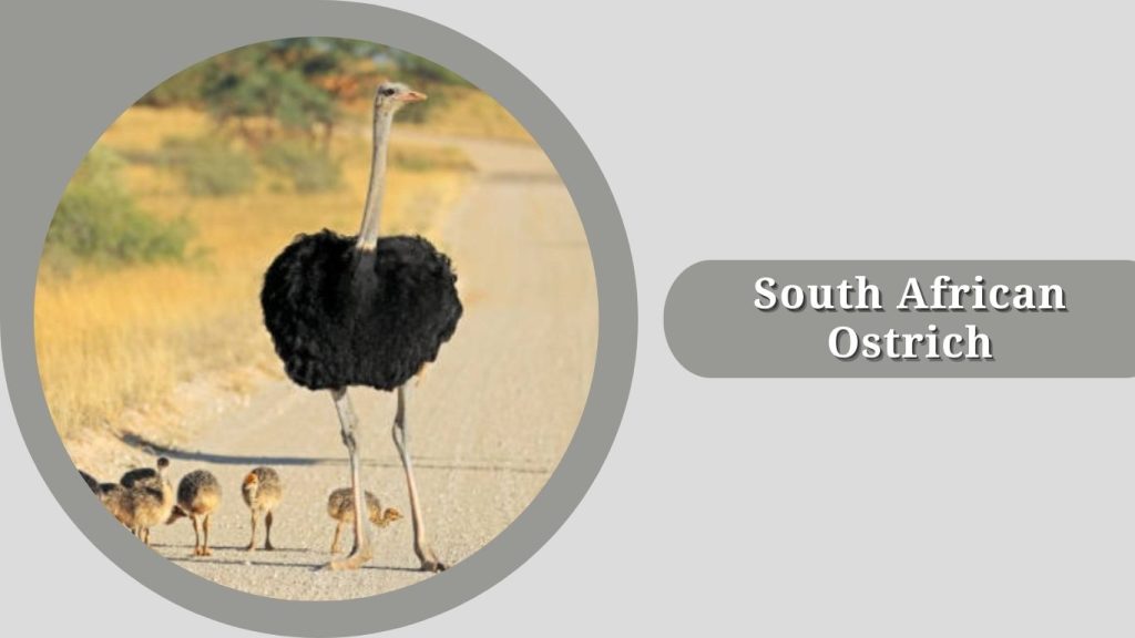  South African Ostrich