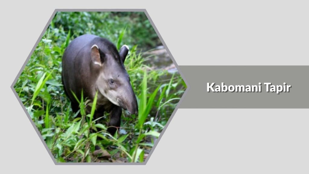 Kabomani Tapir