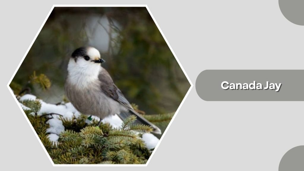 Canada Jay