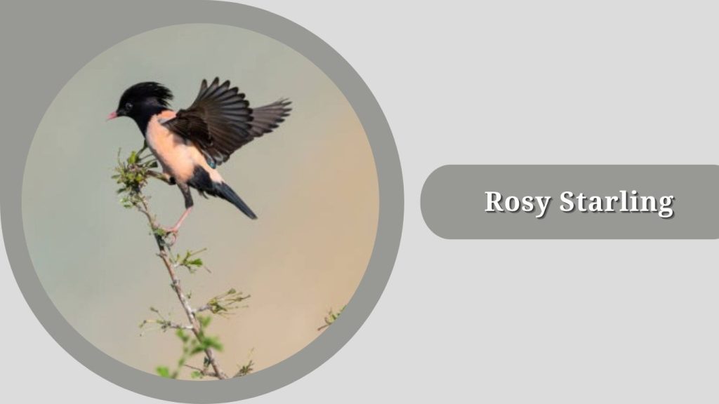 Rosy Starling