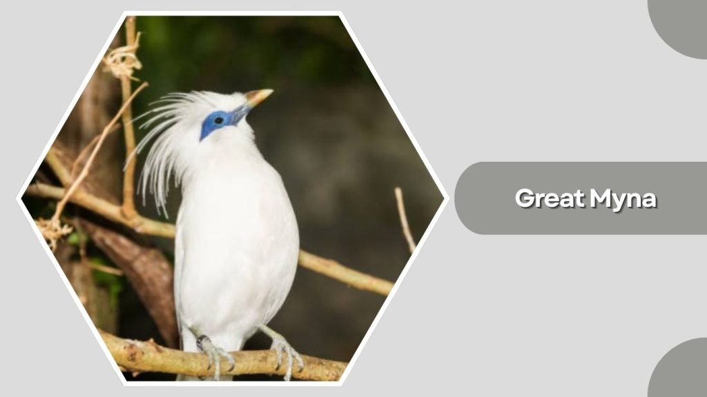 Great Myna
