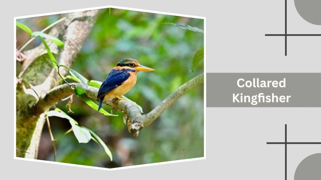 Collared Kingfisher