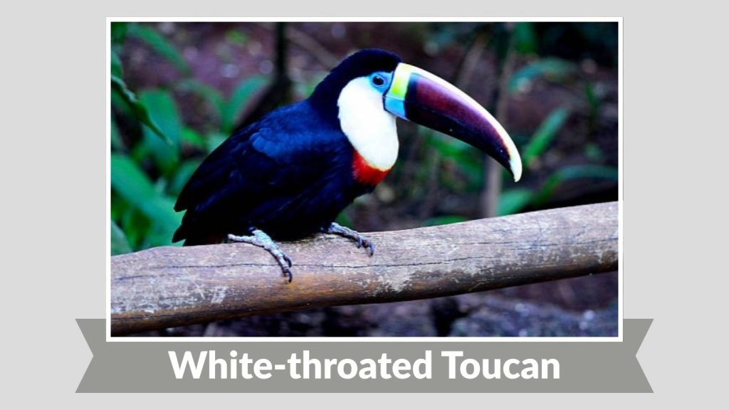 White-throated Toucan