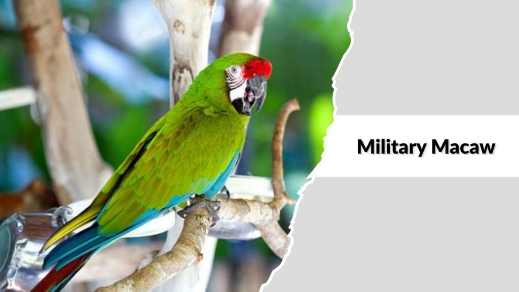 Military Macaw