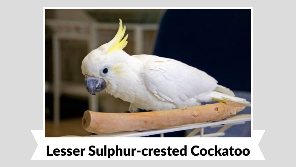 Lesser Sulphur-crested Cockatoo