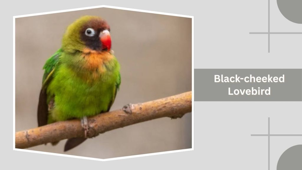 Black-cheeked Lovebird