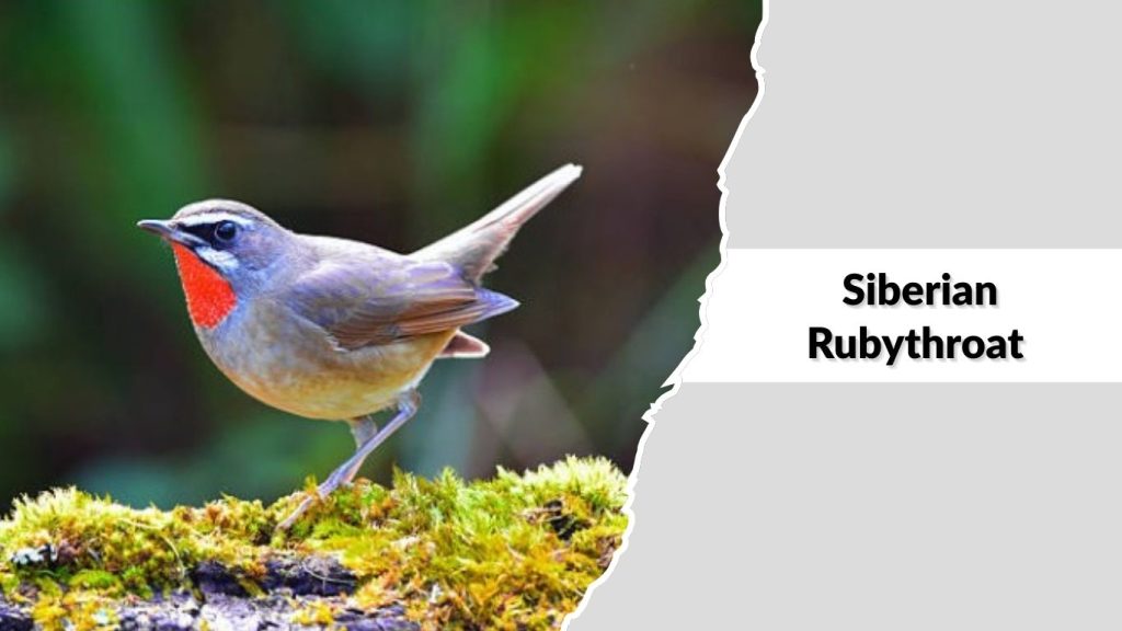 Siberian Rubythroat