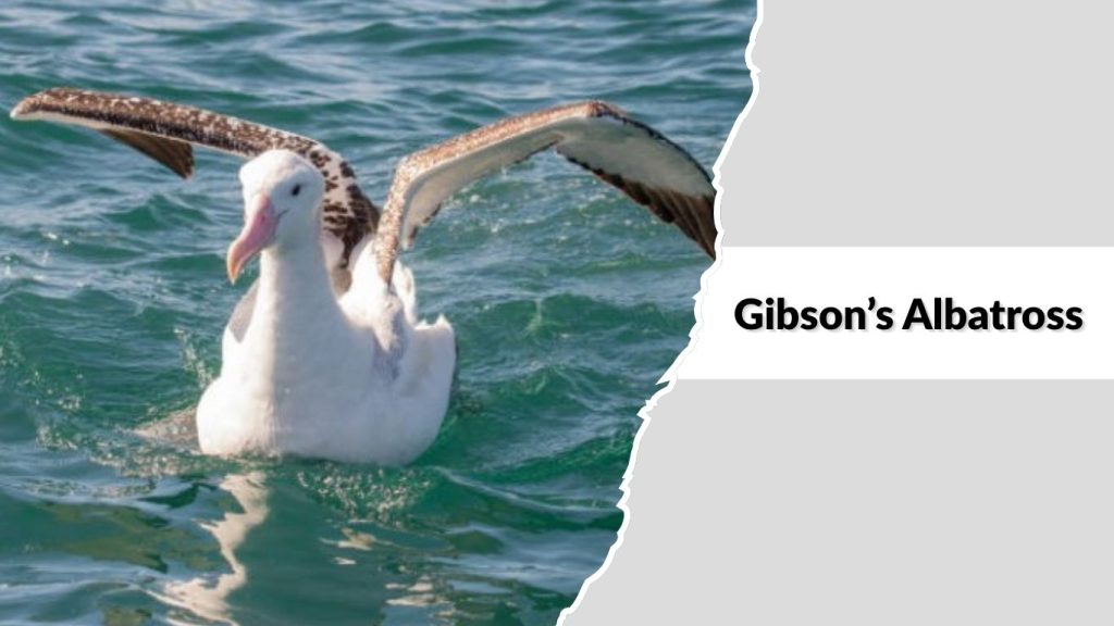 Gibson’s Albatross