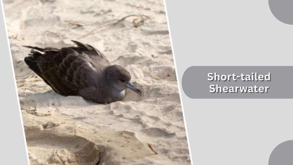 Short-tailed Shearwater