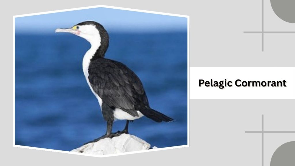 Pelagic Cormorant