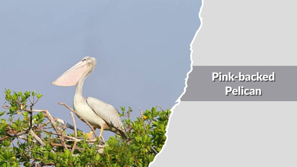 Pink-backed Pelican