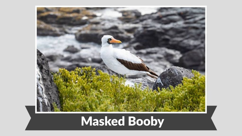 Masked Booby