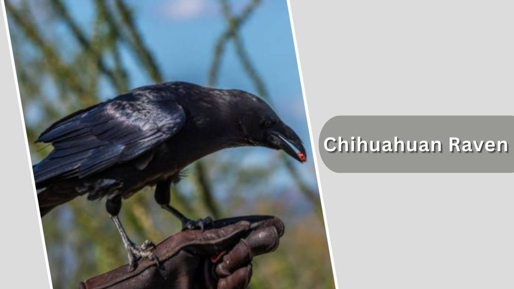 Chihuahuan Raven