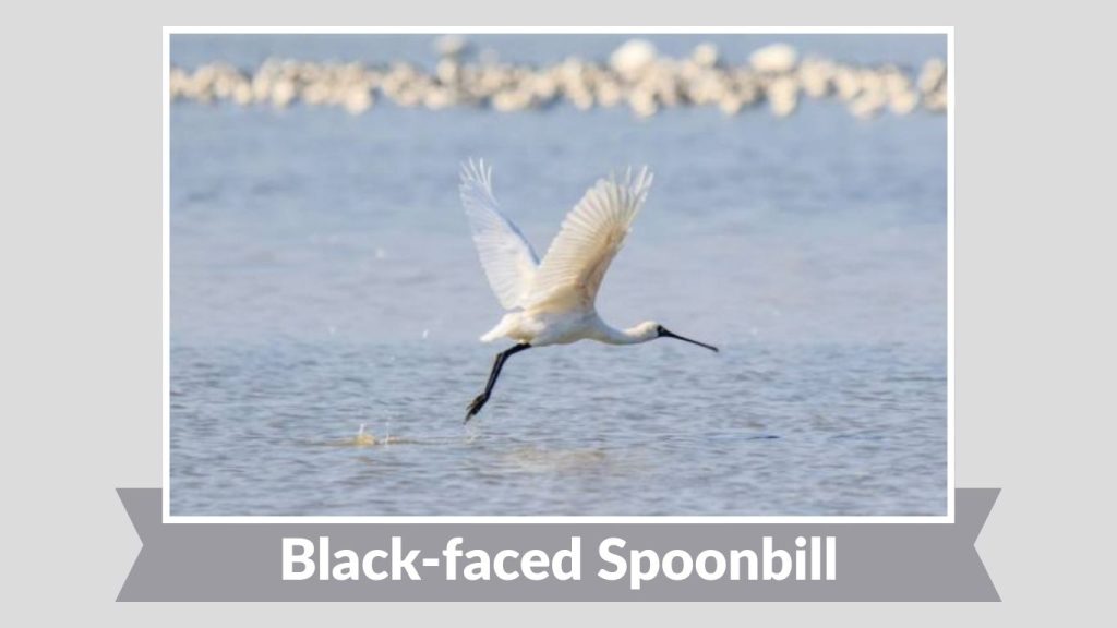Black-faced Spoonbill
