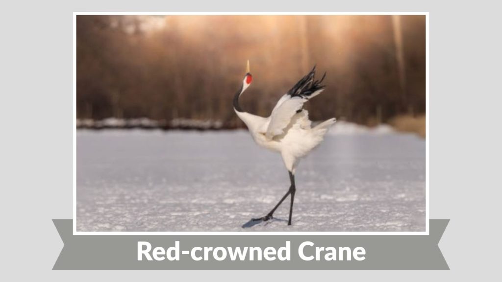Red-crowned Crane