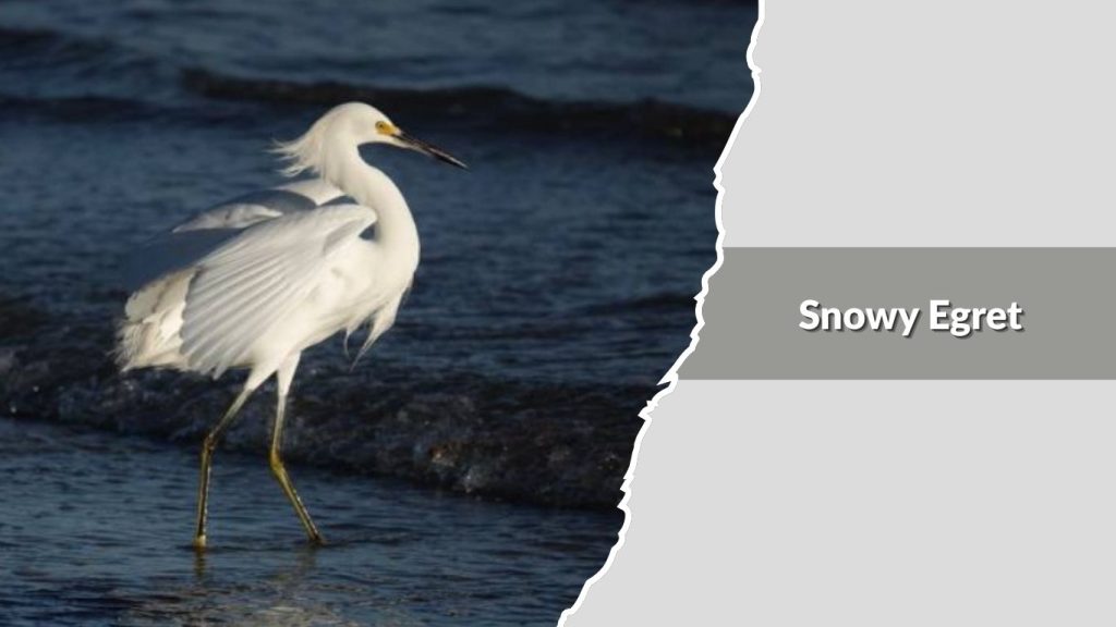 Snowy Egret
