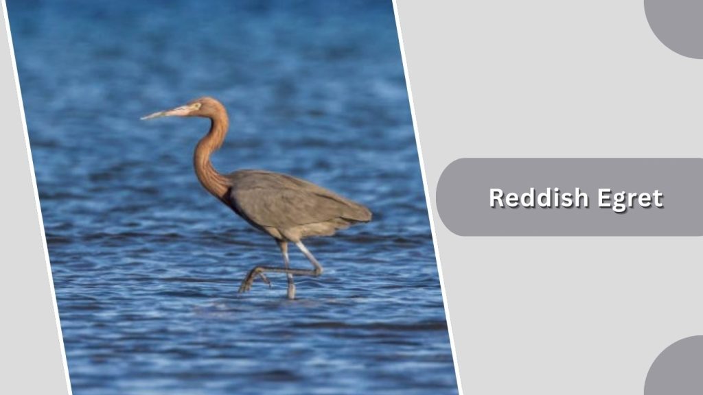 Reddish Egret
