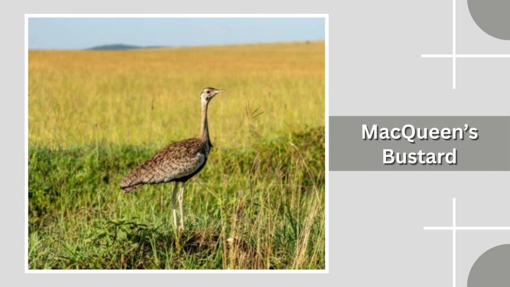 MacQueen’s Bustard