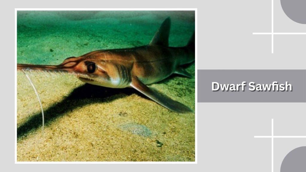 Dwarf Sawfish