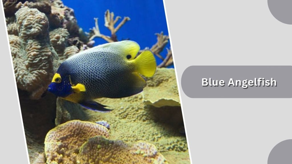 Blue Angelfish