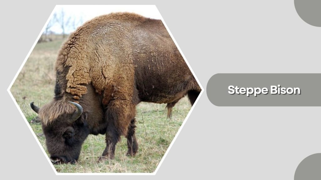 Steppe Bison