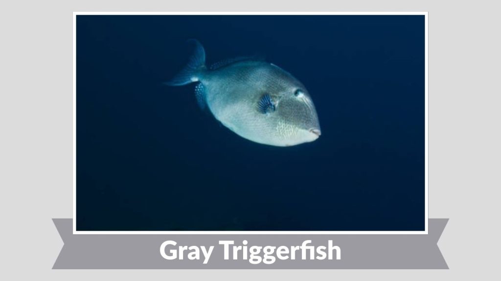 Gray Triggerfish